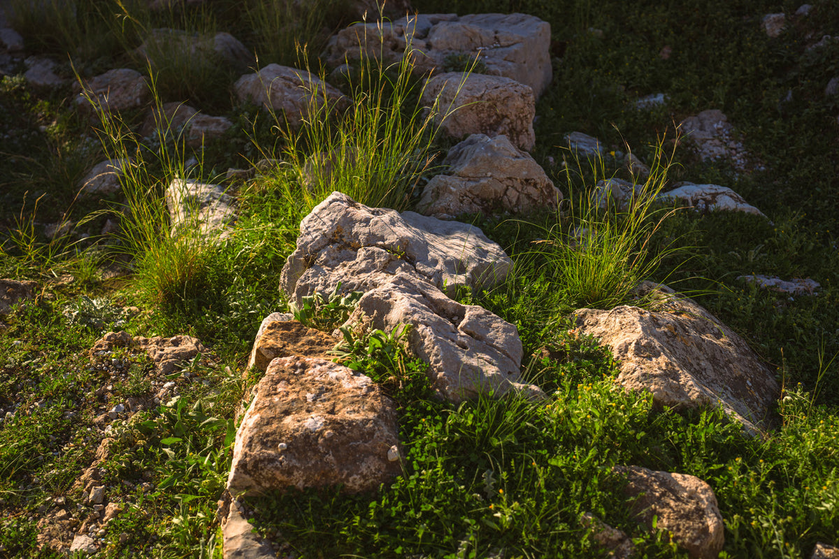 A close-up outdoor scene of sunlit tan and gray rocks growing through green grass and moss, with no visible product beyond the natural landscape itself.